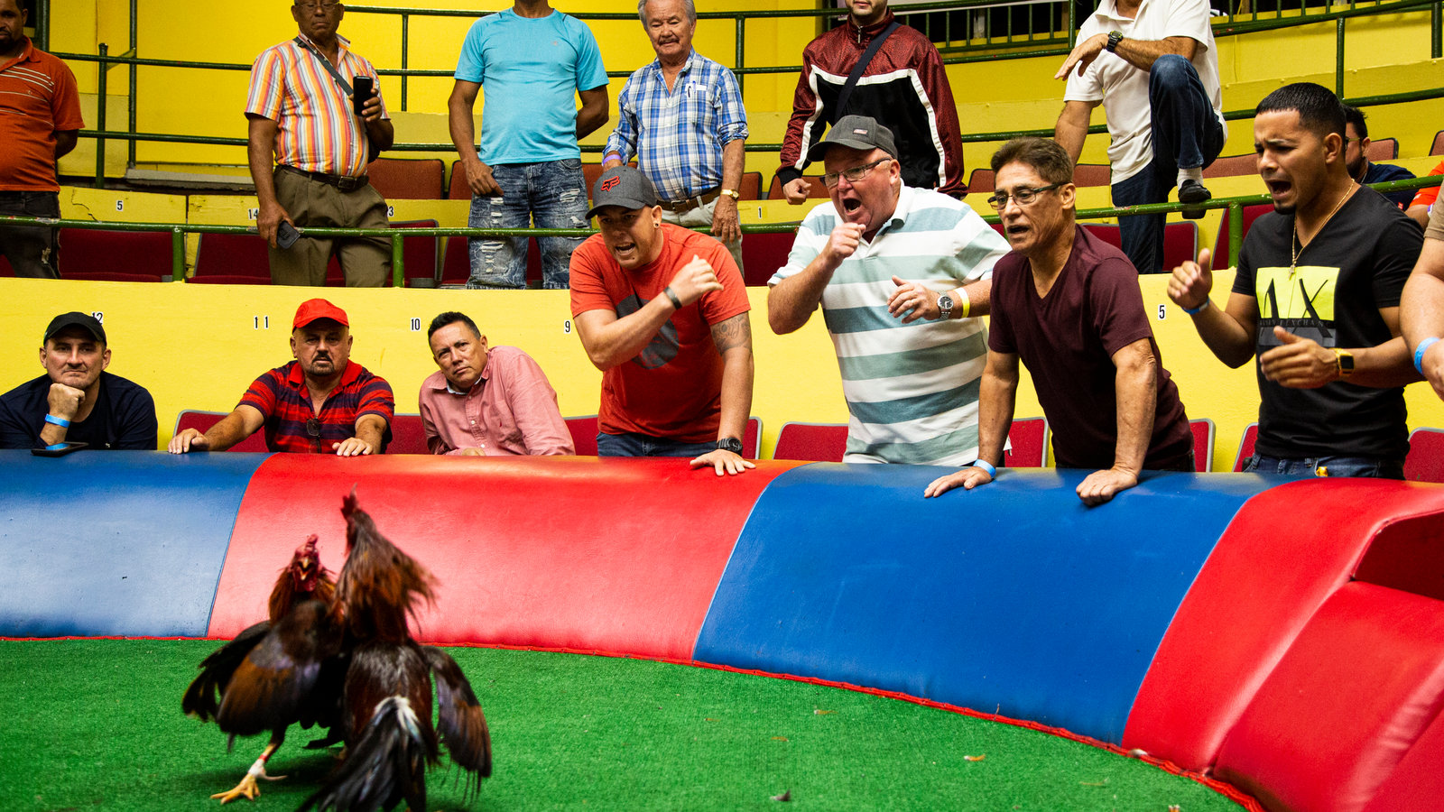ubet95-preparation-and-essential-equipment-cockfighting-cover-ubet95a