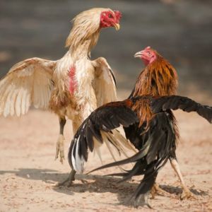 ubet95-preparation-and-essential-equipment-cockfighting-logo-ubet95a
