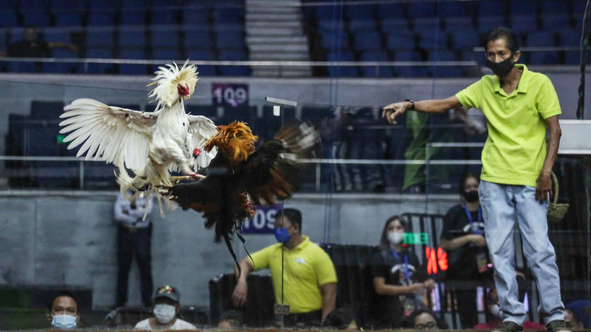 ubet95-national-sport-sabong-feature1-ubet95a