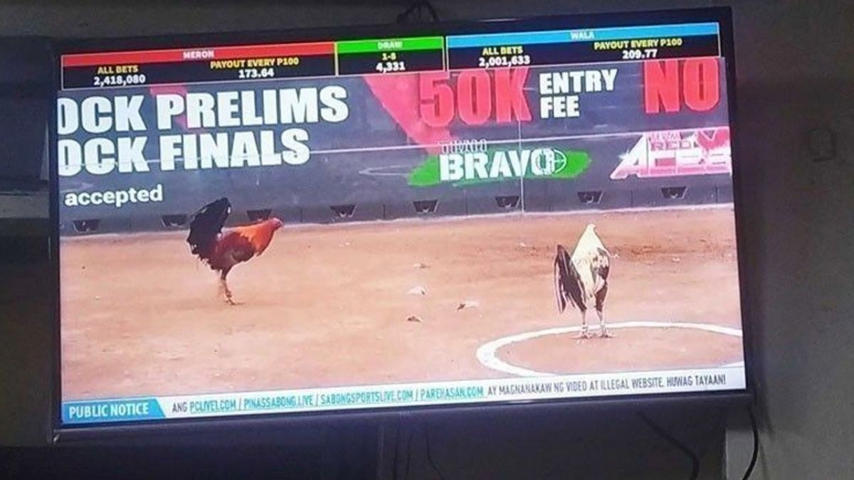 ubet95-national-sport-sabong-feature2-ubet95a