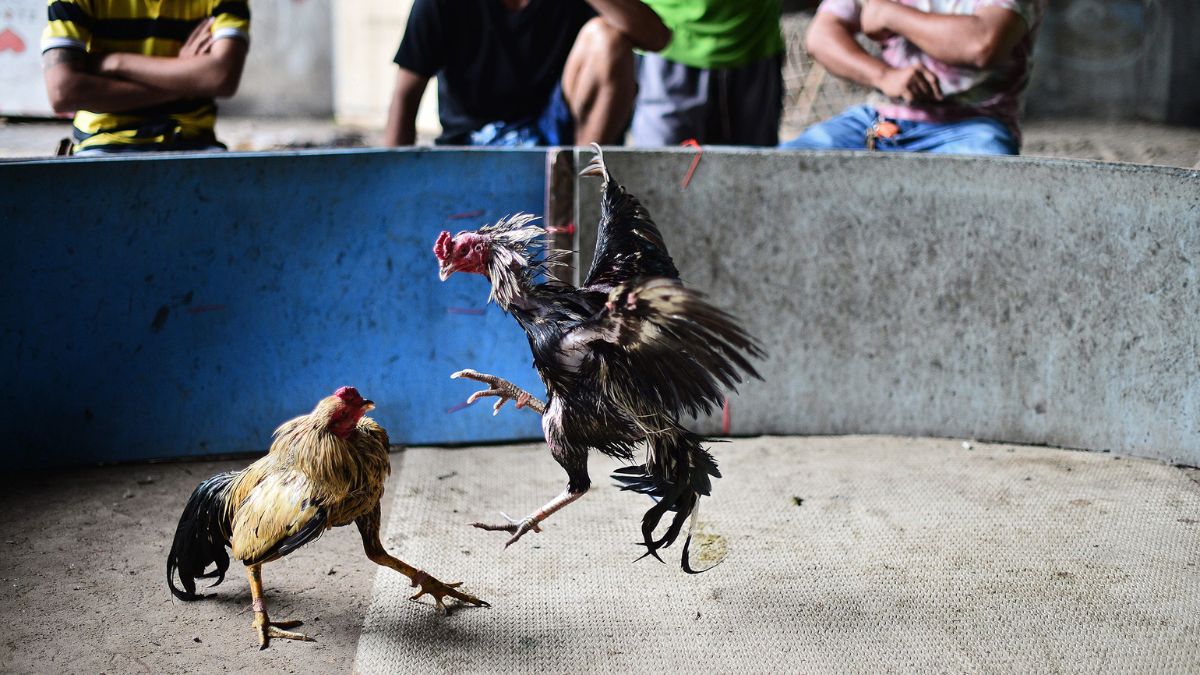 ubet95-cockfight-guide-and-winning-tips-cover-ubet95a