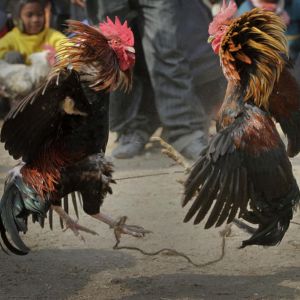 ubet95-cockfight-guide-and-winning-tips-logo-ubet95a