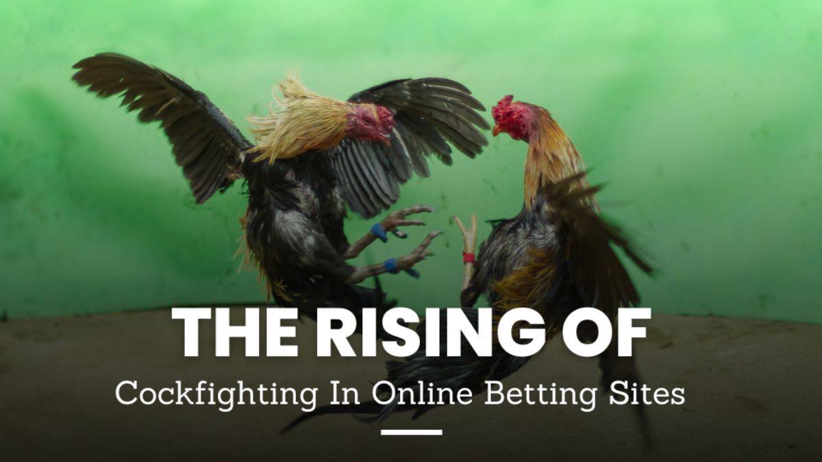 ubet95-excellent-online-cock-betting-cover-ubet95a