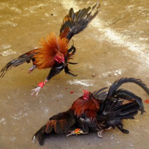 ubet95-excellent-online-cock-betting-logo-ubet95a