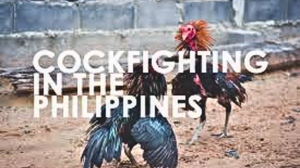 ubet95-traditional-cockfighting-culture-cover-ubet95a