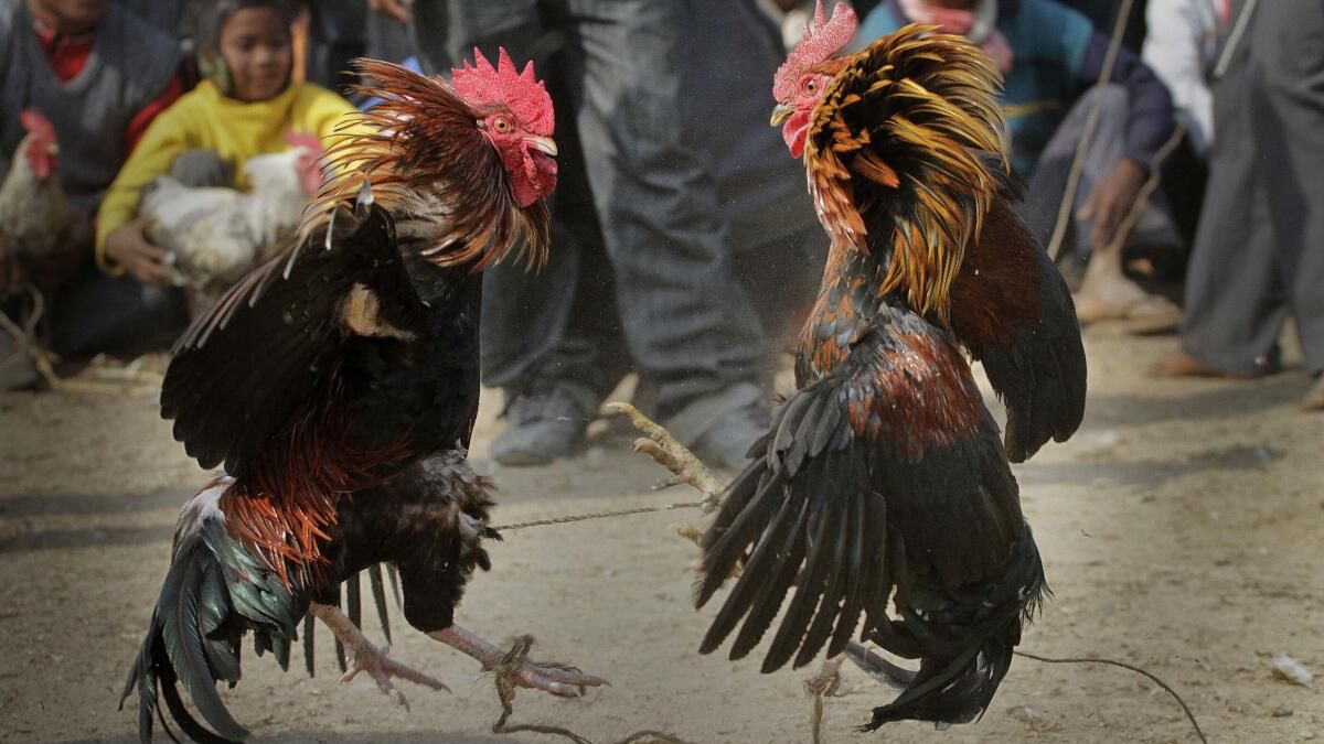 ubet95-traditional-cockfighting-culture-feature1-ubet95a