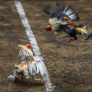 ubet95-traditional-cockfighting-culture-logo-ubet95a