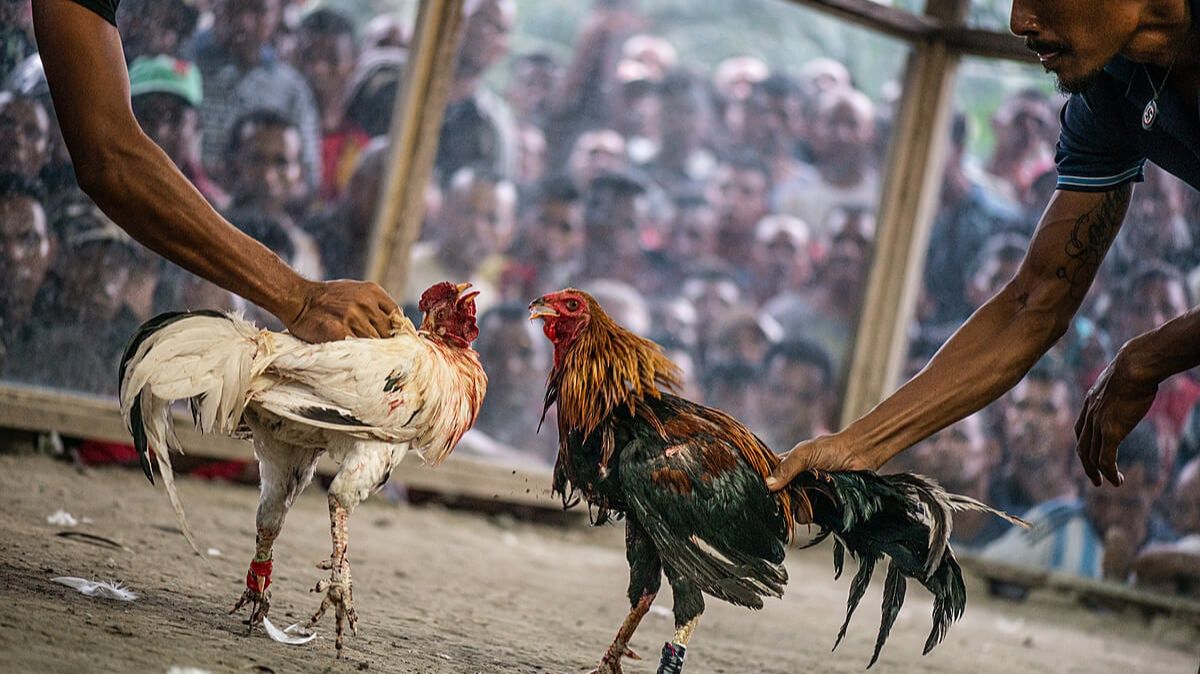 Ubet95 - How to Bet Cockfighting - Cover - Ubet95a