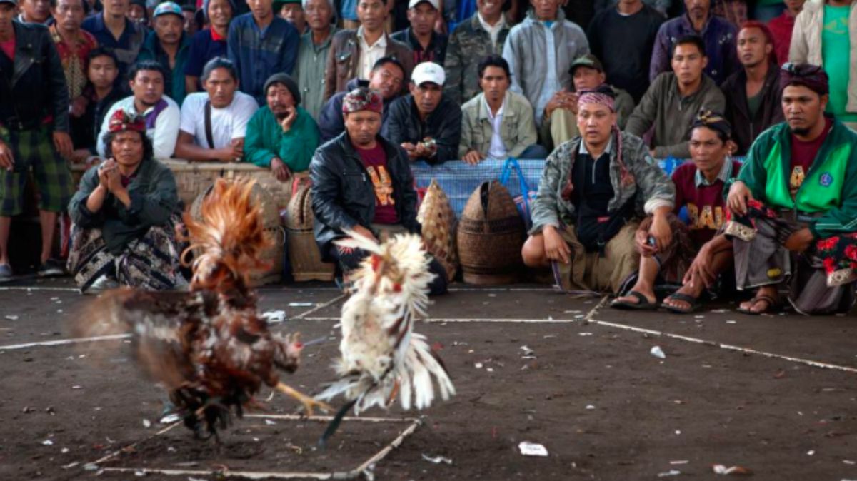Ubet95 - How to Bet Cockfighting - Feature 1 - Ubet95a
