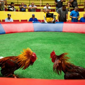 Ubet95 - 3 Tricks for Sabong - Logo - Ubet95a